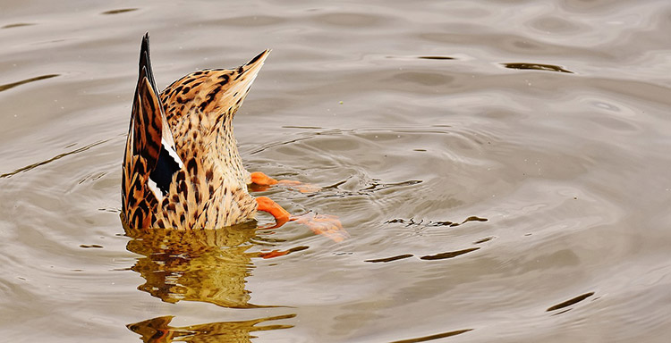 Duck tail