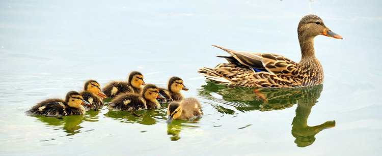 ducks