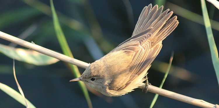 reed warbler