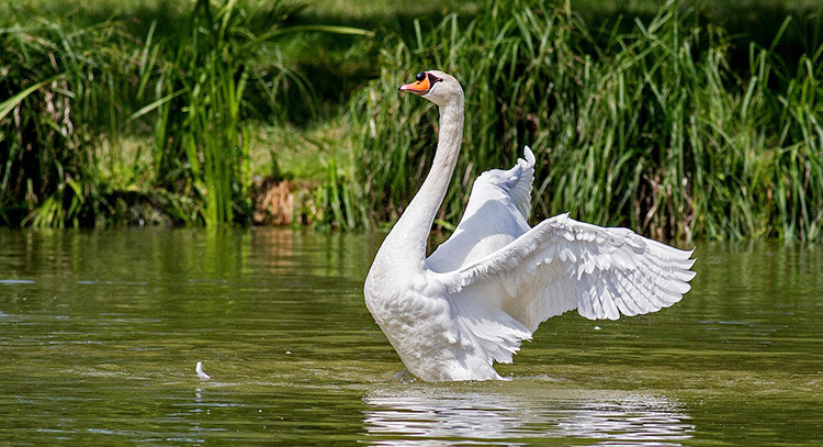 swan